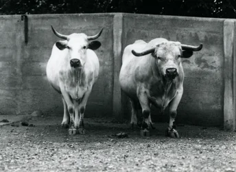 A Chartley Bull and Cow at London Zoo