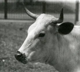 A Chartley Cow at London Zoo, July 1924