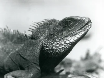 A Chinese/Asian/Thai/Green Water Dragon at London Zoo in August 1928