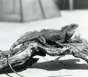 A Chinese/Asian/Thai/Green Water Dragon Resting on a Log at London Zoo in 1928