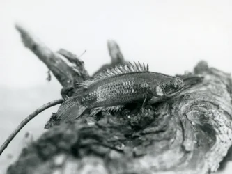 A Climbing Perch resting on a dead branch, out of water at London Zoo in September 1928
