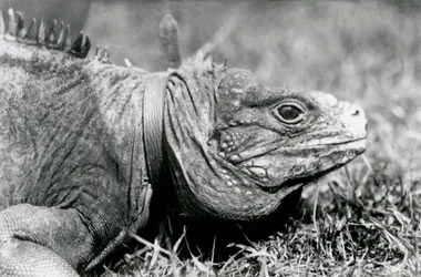 A Clouded Rock Iguana Methuselah, Wearing a Collar, Walking on a Lawn at London Zoo, July 1924