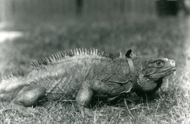 A Clouded Rock Iguana, wearing a collar, walking on a lawn at London Zoo, July 1924