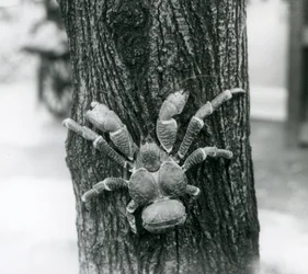 A Coconut Crab climbing a tree, London Zoo, 1927