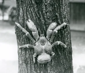 A Coconut Crab Climbing a Tree, London Zoo, July 1927