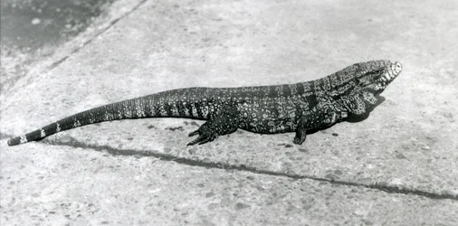 A Common Gold Golden Black Columbian Tegu or Tiger Lizard at London Zoo in August 1926