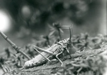 A Common Milkweed Locust at London Zoo