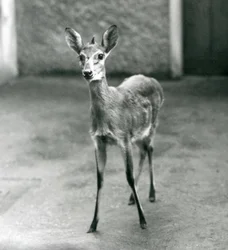 A Crowned Sahel West African Bush Duiker at London Zoo in August 1927