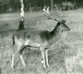 A Fallow Deer Buck at London Zoo in October 1924