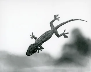 A Gecko seen from below as it climbs on glass, showing its specialized foot pads, London Zoo, August 1928