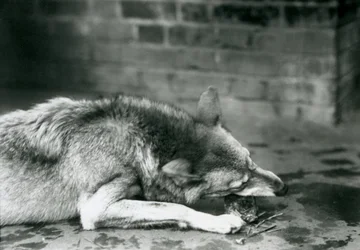 A Grey Timber Wolf lying down to eat at London Zoo in 1927
