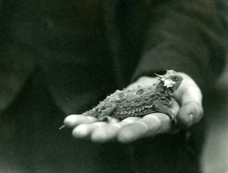 A Horned Lizard rests in its keeper