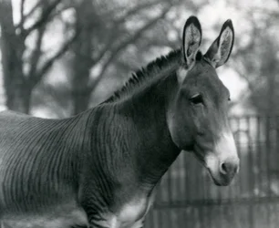 A Hybrid Zebra at London Zoo in July 1924
