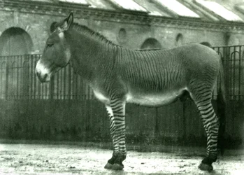 A Hybrid Zebra in its Enclosure at London Zoo, 1924