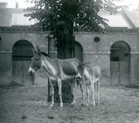 A Kiang and Her Foal Standing Under a Tree in Their Paddock, London Zoo (August 1927)