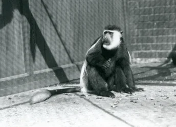 A Kikuyu Black-and-white Colobus Monkey sitting in its enclosure at London Zoo in July 1925