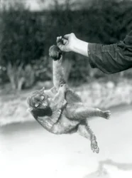 Kinkajou at London Zoo, September 1925