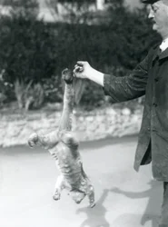 A kinkajou suspended upside down from a keeper