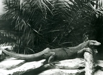 A Komodo Dragon resting its neck and forelegs up against a log at London Zoo in June 1927