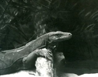 A Komodo Dragon resting its neck and forelegs up against a log at London Zoo in June 1927