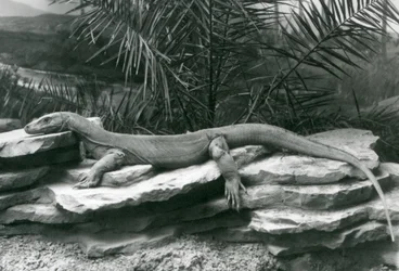 A Komodo Dragon resting on a rocky wall at London Zoo in 1927