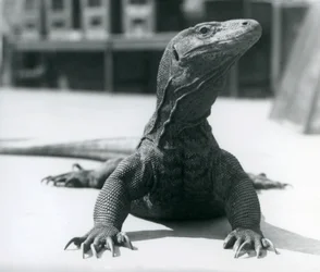 A Komodo Dragon at London Zoo