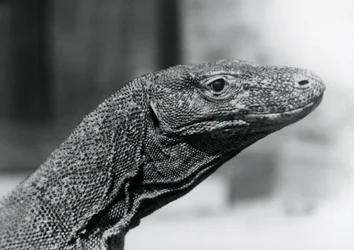A Komodo Dragon at London Zoo in August 1928