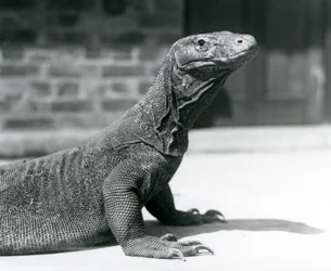 A Komodo Dragon at London Zoo in August 1928