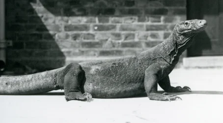 A Komodo Dragon at London Zoo in August 1928