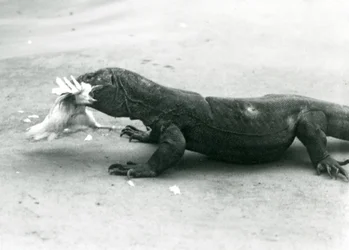 A Komodo Dragon Eating a Chicken, London Zoo