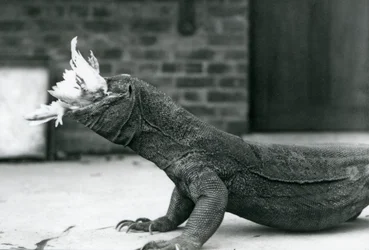 A Komodo Dragon eating a chicken at London Zoo August 1928