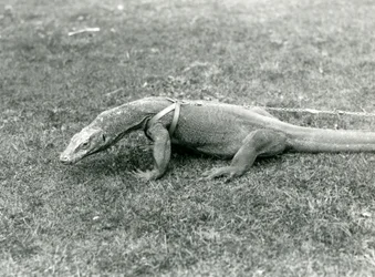 A Komodo Dragon out for a walk on a lawn, wearing a harness and leash