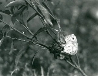A Land Hermit Crab climbing on a small branch, London Zoo