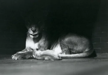 A Lion cub lying down with its mother in the shadow of the rear of their enclosure, London Zoo, October 1925