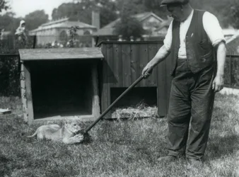 Lion Cub Playing with a Mop, Held by Its Keeper, on the Grass in Front of Its Den, London Zoo, September 1925