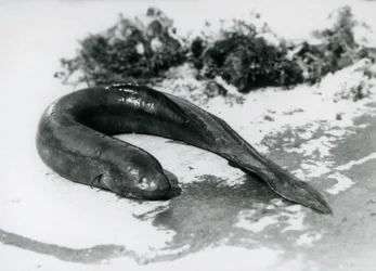 A Lungfish resting out of water at London Zoo in September 1928
