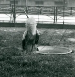 A Maguari Stork performing the up-down display while standing on grass beside a small concrete pool, London Zoo, July 1925