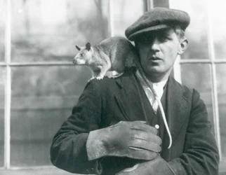 A Malagasy Giant Rat sits on the shoulder of its keeper, London Zoo, 1924
