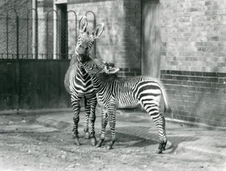 A Mountain Zebra and her foal at London Zoo in 1929