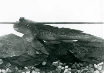 A Mudskipper, resting on submerged rocks, with its eyes above water, London Zoo