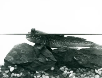 A Mudskipper, resting on submerged rocks, with its eyes above water, London Zoo