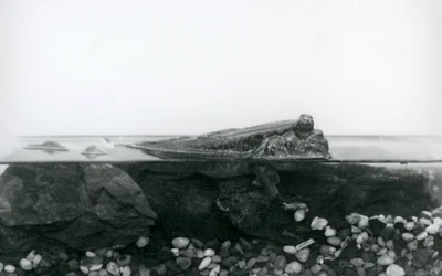 A Mudskipper, resting on submerged rocks, with the top half of its body above water, London Zoo