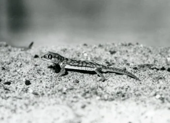 A Namib Sand Gecko/Web-footed Gecko Standing on Sand, London Zoo, September 1928