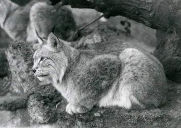 A Northern Lynx sitting on a rock, London Zoo, October 1925