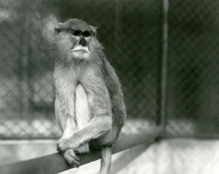 A Patas/Wadi/Hussar Monkey sitting on a branch at London Zoo in 1928