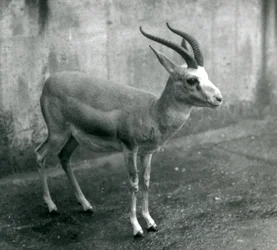 A Persian, Goitered, or Black-tailed Gazelle at London Zoo, August 1927