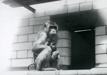 A Pig-tailed Macaque holding her baby while sitting on a tiled ledge in her enclosure at London Zoo in 1928