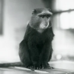 A Pluto Monkey, or Blue Monkey, sitting on a bench, London Zoo