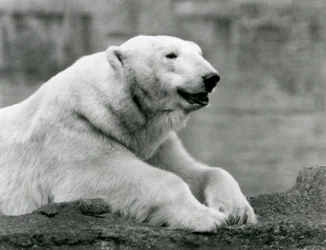 A Polar Bear Resting on a Rocky Ledge at London Zoo in 1931