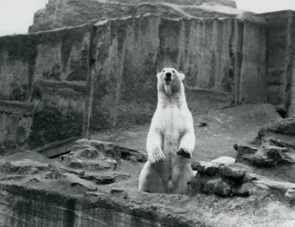 A Polar Bear sitting up in its enclosure at the base of the Mappin Terraces at London Zoo in September 1928